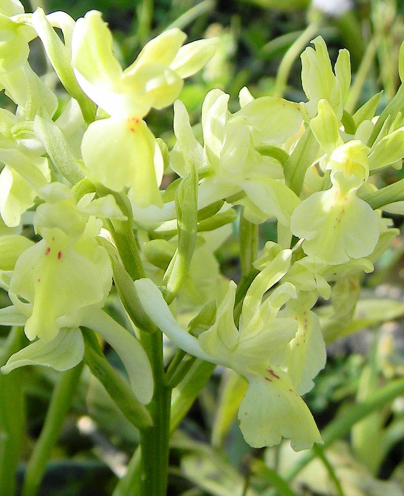 Orchis provincialis